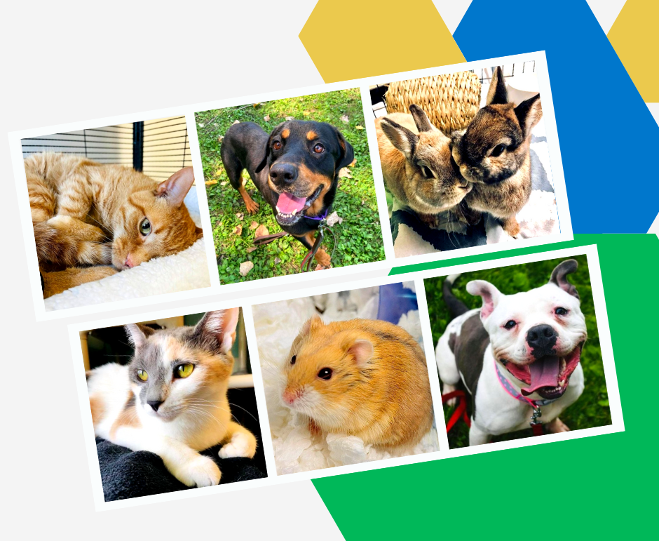 Quad Cities Animal Welfare Center