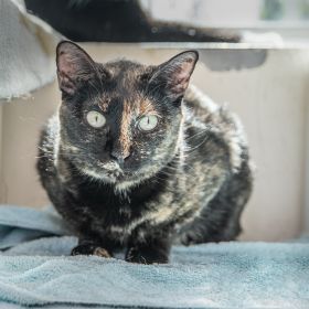 Poppy