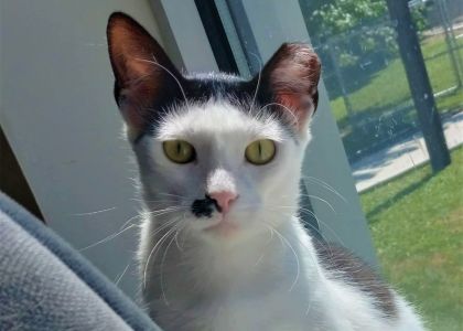 Sir Meowford