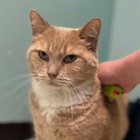 Mr. Kitty