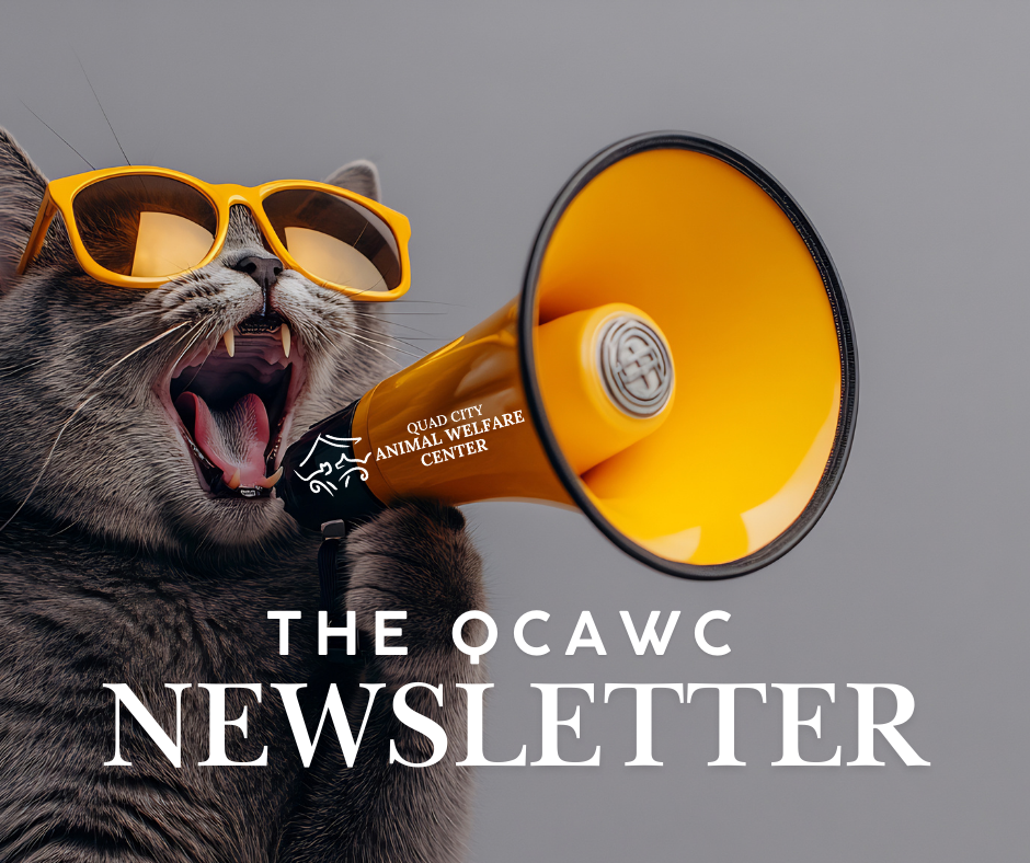 Newslettergraphicwebsite